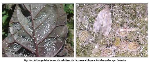 Reconocimiento de insectos y enemigos naturales asociados al tomate de árbol en Aragua y Miranda, Venezuela - Image 9
