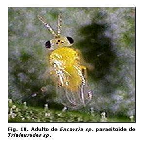 Reconocimiento de insectos y enemigos naturales asociados al tomate de árbol en Aragua y Miranda, Venezuela - Image 11