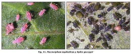 Reconocimiento de insectos y enemigos naturales asociados al tomate de árbol en Aragua y Miranda, Venezuela - Image 12