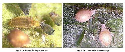Reconocimiento de insectos y enemigos naturales asociados al tomate de árbol en Aragua y Miranda, Venezuela - Image 13
