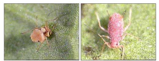 Reconocimiento de insectos y enemigos naturales asociados al tomate de árbol en Aragua y Miranda, Venezuela - Image 15