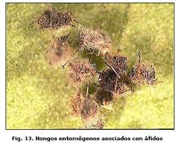 Reconocimiento de insectos y enemigos naturales asociados al tomate de árbol en Aragua y Miranda, Venezuela - Image 16