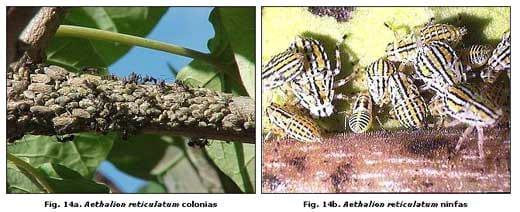 Reconocimiento de insectos y enemigos naturales asociados al tomate de árbol en Aragua y Miranda, Venezuela - Image 17
