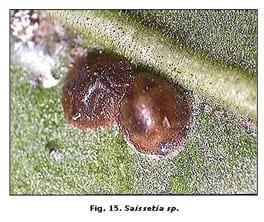 Reconocimiento de insectos y enemigos naturales asociados al tomate de árbol en Aragua y Miranda, Venezuela - Image 19