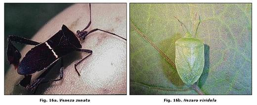 Reconocimiento de insectos y enemigos naturales asociados al tomate de árbol en Aragua y Miranda, Venezuela - Image 20