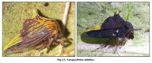 Reconocimiento de insectos y enemigos naturales asociados al tomate de árbol en Aragua y Miranda, Venezuela - Image 21