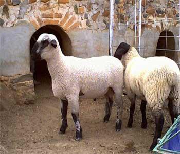 Manejo del rebaño ovino - Image 8