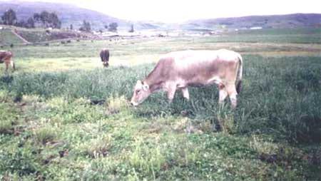 Estudio y Evaluación en la Introducción de Pasturas: Cultivos Puros y Asociados (Allpachaka, 3,550 msnm.) - Image 13