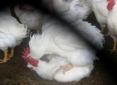 Conceptos y consejos para optimizar el rendimiento del gallo reproductor pesado - Image 3