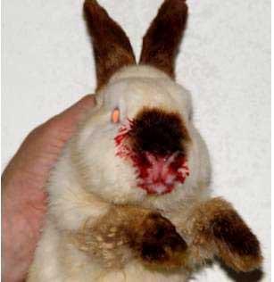 Enfermedad Vírica Hemorrágica del Conejo - Image 2
