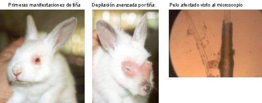 Dermatofitosis del conejo, micosis o tiña - Image 1