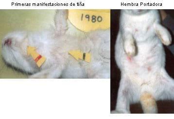 Dermatofitosis del conejo, micosis o tiña - Image 2