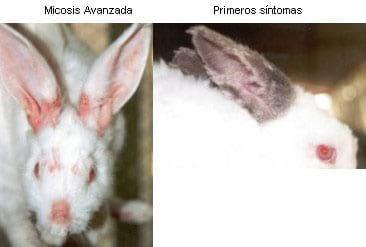Dermatofitosis del conejo, micosis o tiña - Image 4