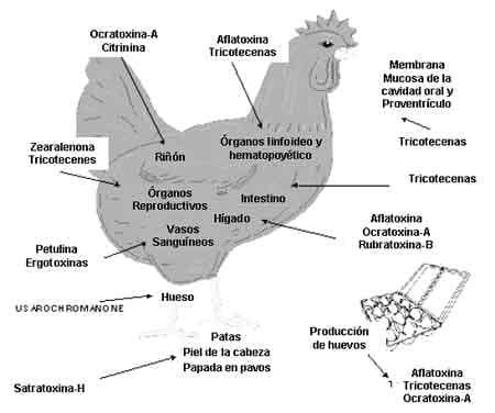 Niveles de Micotoxinas y Síntomas - Image 2