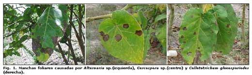 Diagnóstico de las enfermedades del Tomate de Arbol en los estados de Aragua y Miranda, Venezuela - Image 1