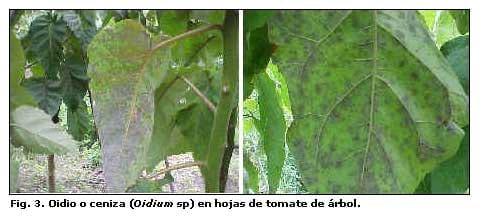 Diagnóstico de las enfermedades del Tomate de Arbol en los estados de Aragua y Miranda, Venezuela - Image 3