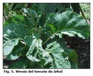 Diagnóstico de las enfermedades del Tomate de Arbol en los estados de Aragua y Miranda, Venezuela - Image 5