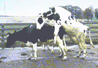 Maximizando la concepción en vacas lecheras - Image 2