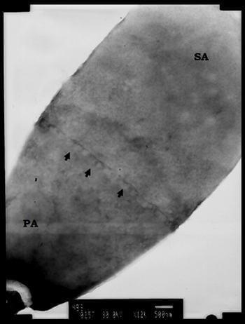 El citoesqueleto espermático y las alteraciones observadas después del proceso de criopreservación - Image 1