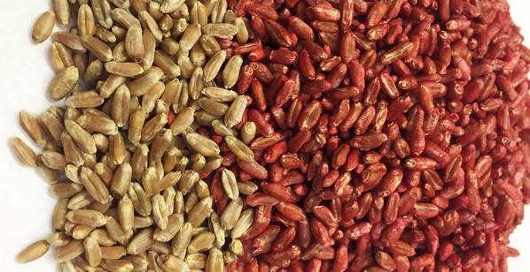Argentina - Un tratamiento con Zinc y fosfitos para semillas de trigo - Image 3