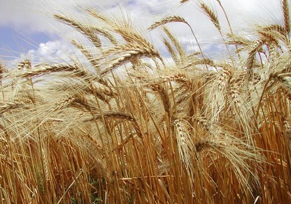 Argentina - Cereales de invierno: Sostener el camino del crecimiento - Image 1