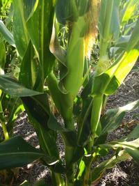 Argentina - Cultivar maíz en baja densidad: Sembrar menos para producir más - Image 4