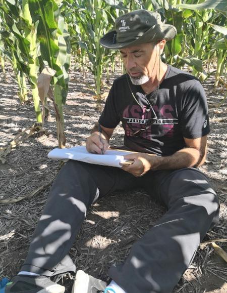 Argentina - Cultivar maíz en baja densidad: Sembrar menos para producir más - Image 3