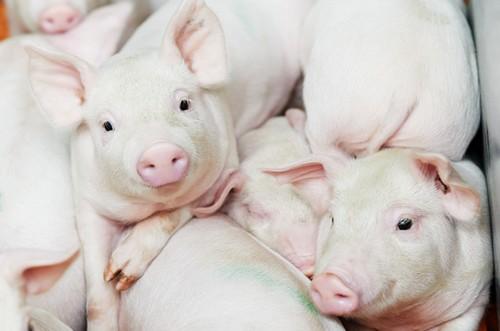 Argentina - Vetanco y la Universidad Nacional de Moreno desarrollarán vacuna para porcinos - Image 1