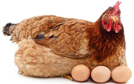 EE.UU. - Estudian Anticuerpos COVID-19 de huevos - Image 1