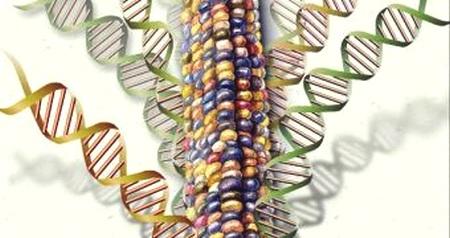 EE.UU. - Crean el primer mapa completo del genoma del maíz - Image 1
