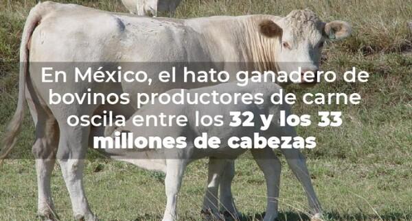 México - Mejoramiento genético para incrementar la eficiencia reproductiva en la carne de bovino - Image 1