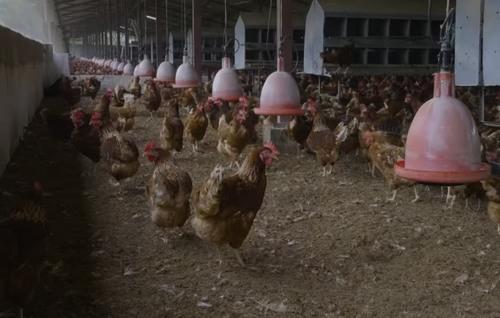 Colombia - Nutriavícola: Producción de huevos de calidad centrado en el bienestar animal - Image 1