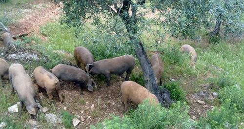 España - Porcino Ecológico: Ingredientes alternativos para su alimentación - Image 2
