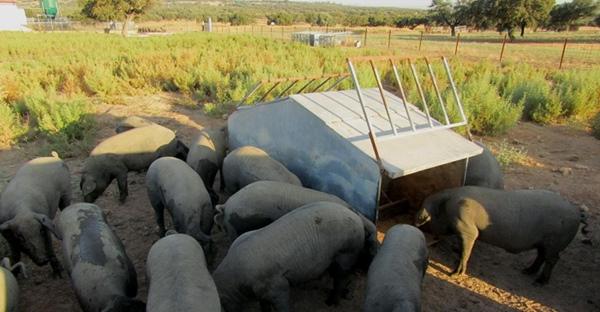 España - Cerdo Ibérico: Mejoran calidad de la carne con piensos biofortificados agronómicamente con selenio - Image 1