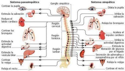 Neuroinmunoendocrinologia del estrés, Sistema Nervioso y Sistema Inmune (Partes I y II) - Image 4