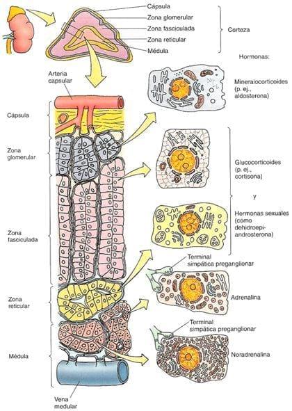 Neuroinmunoendocrinologia del estrés, Sistema Nervioso y Sistema Inmune (Partes I y II) - Image 6