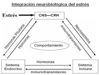 Neuroinmunoendocrinologia del estrés, Sistema Nervioso y Sistema Inmune (Partes I y II) - Image 1
