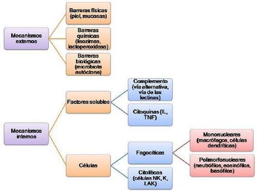 Neuroinmunoendocrinologia del estrés, Sistema Nervioso y Sistema Inmune (Partes I y II) - Image 8