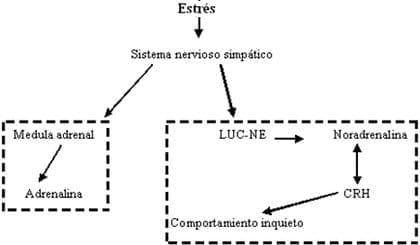 Neuroinmunoendocrinologia del estrés, Sistema Nervioso y Sistema Inmune (Partes I y II) - Image 5