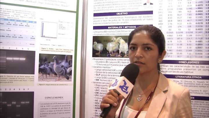 Primera evidencia de fowl adenovirus tipo IV en paloma en Perú