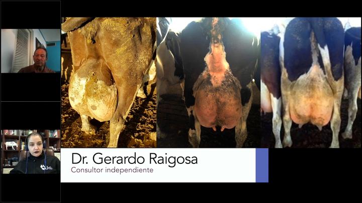 Estrés oxidativo en vacas en transición, Dr. Gerardo Raigosa    