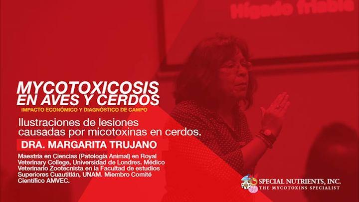 Identificación de lesiones causadas por micotoxinas en porcinos, Dra. Margarita Trujano