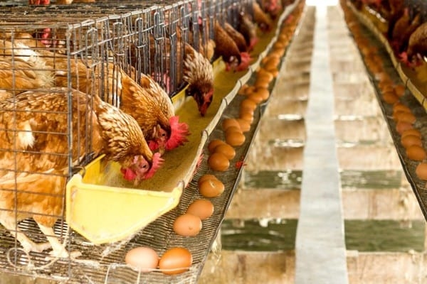  Abordaje de las infecciones por Salmonella en gallinas ponedoras con Silvafeed® Nutri P - Image 1