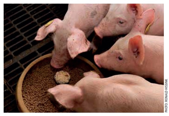 Destetar lechones sin usar antibióticos - Image 1