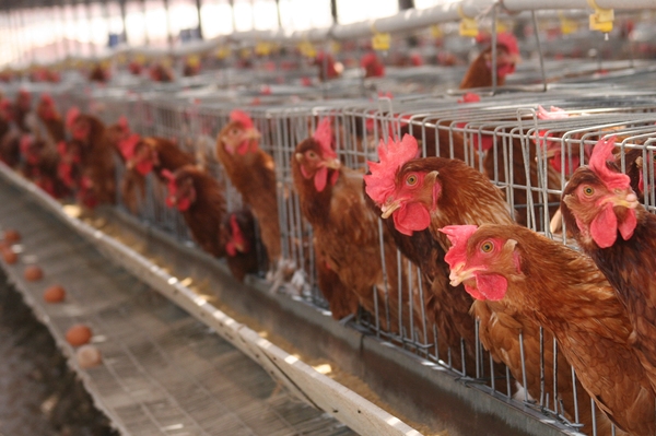 Efecto de diferentes niveles de butirato de sodio protegido en la dieta de ponedoras comerciales sobre la calidad de la cáscara de huevo - Image 1