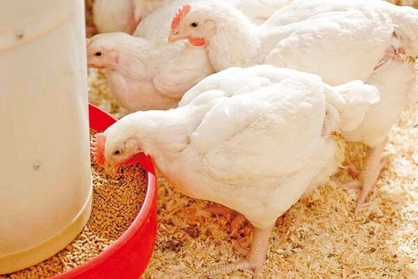 7 problemas en pollos de engorde causados por un hígado poco saludable - Image 1