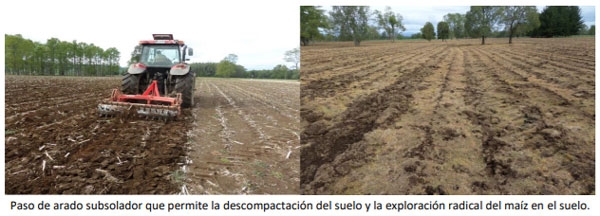 Manual del cultivo de maíz para ensilaje - Cultivo de maíz: Cuarto Capítulo - Image 6