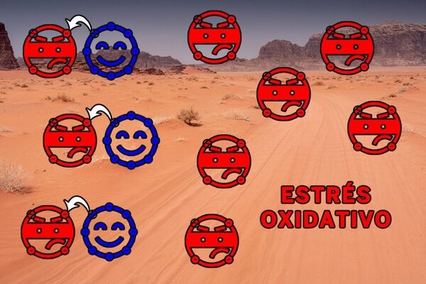 Cuando hace calor, los fitobióticos previenen el daño causado por el estrés oxidativo - Image 2