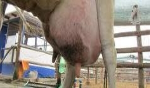 Pruebas para el diagnóstico de la mastitis bovina - Image 2