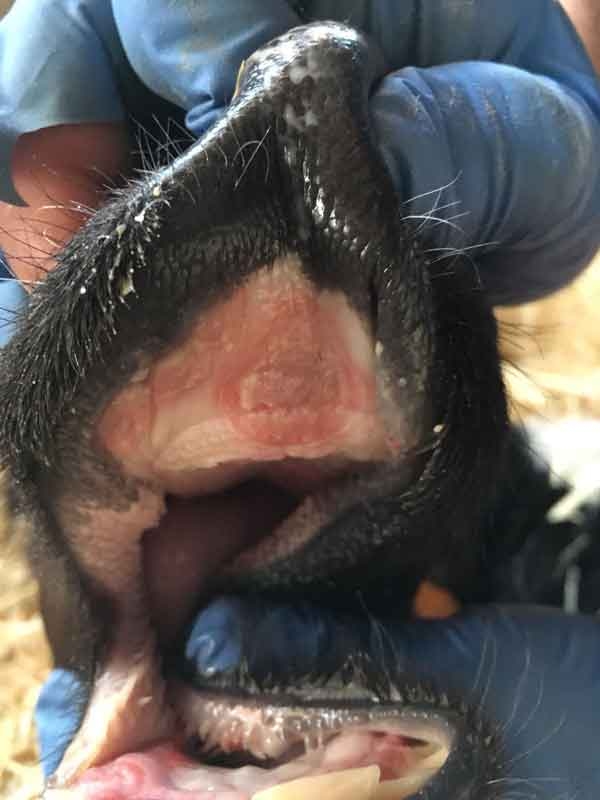 Síndrome respiratorio bovino: El reto sanitario en el ternero de cebo - Image 7